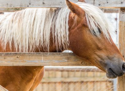 Horse Safety 101: Choosing The Right Fencing Material - Horseyard.com.au