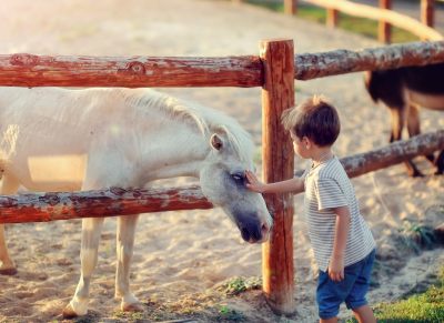 7 Care Tips For A Healthy Pony - Horseyard.com.au