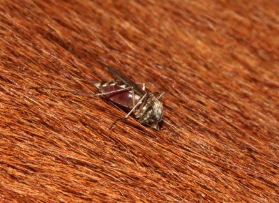 Equine alert issued for mosquito-borne disease - Horseyard.com.au