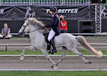 How the Vikings spread gaited horses across the world - Horseyard.com.au