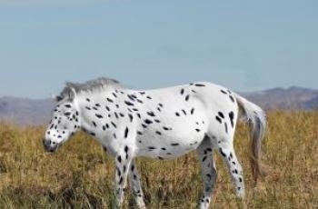 Research into the family tree of today’s horses sheds new light on the origins of the species - Horseyard.com.au