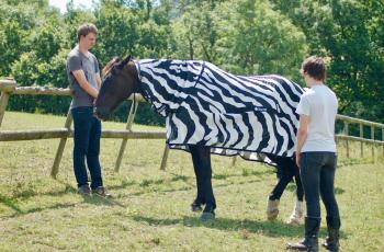 How zebra stripes disrupt flies' flight patterns - Horseyard.com.au