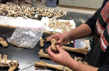 Isaac Hart of the university of Utah compares bones from the Lehi horse