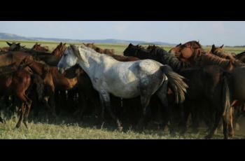 A genomic tour-de-force reveals the last 5,000 years of horse history - Horseyard.com.au