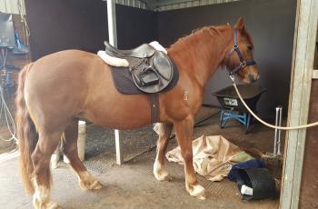 Is my horse/pony obese and should I be worried about it?