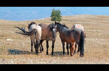 Swishing tails guard against voracious insects with curtain of breeze - Horseyard.com.au