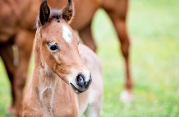 Can foundation training in Thoroughbred foals make a difference to welfare and performance? - Horseyard.com.au