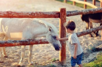 7 Care Tips For A Healthy Pony - Horseyard.com.au