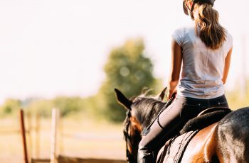 Behaviour differences between geldings and mares challenge sex stereotypes in equine behaviour - Horseyard.com.au