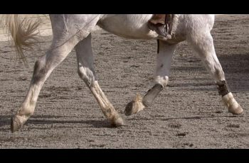 Evidence suggests previously unrecognized latex allergies may play role in equine asthma - Horseyard.com.au