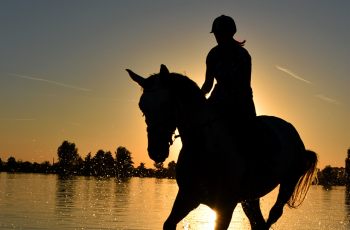 Horses in Hot Weather - Horseyard.com.au