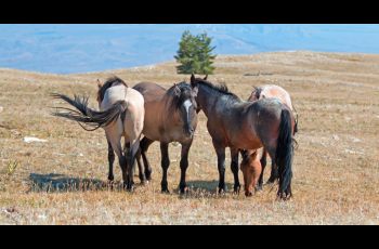 Are horses our partners or our tools? - Horseyard.com.au