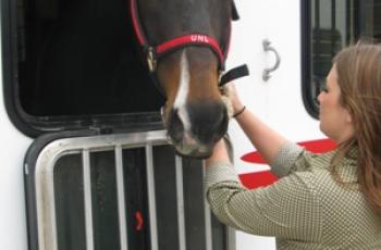 Can behaviour indicate disease risk in horses travelling long distances? - Horseyard.com.au