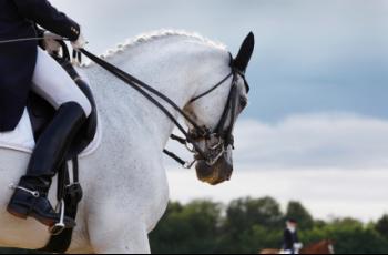 Are we training our horses more than necessary? - Horseyard.com.au