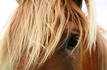 Horses saddled with gender bias: mares seen as 'bossy' - Horseyard.com.au