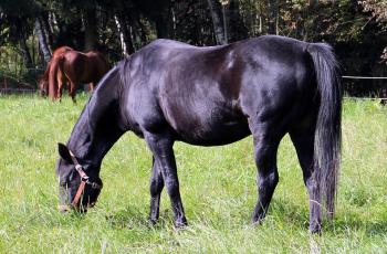 Healthy soil lifts animal weight - Horseyard.com.au