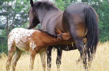 Giving Equine Herpes Virus the wobbles - Horseyard.com.au