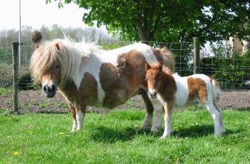 Decades in the making — A breakthrough in the hunt for a vaccine against foal pneumonia - Horseyard.com.au