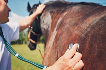Funding boost for biosecurity welcomed by veterinarians - Horseyard.com.au