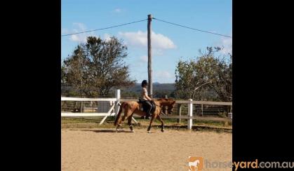 13hh 15 yrs old Educated Mare on HorseYard.com.au