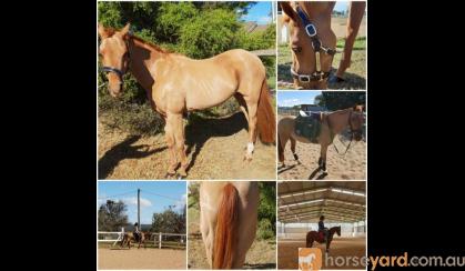 13hh 15 yrs old Educated Mare on HorseYard.com.au