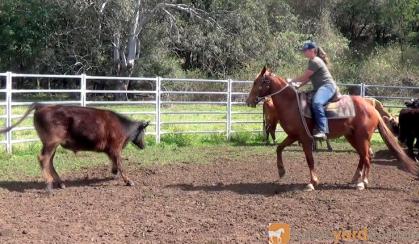 SENSIBLE ALLROUNDER QH GELDING on HorseYard.com.au