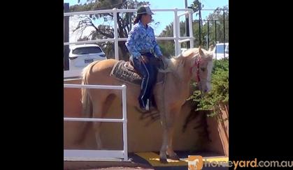 Golden Palomino QH Mare + VIDEO+ on HorseYard.com.au