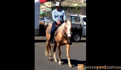 Golden Palomino QH Mare + VIDEO+ on HorseYard.com.au