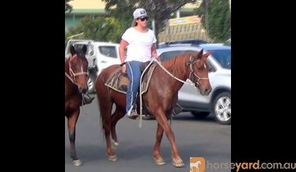 Pretty Red QH Mare + VIDEO+ on HorseYard.com.au