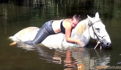 Rare Percheron X Andalusian Gelding + Video+ on HorseYard.com.au