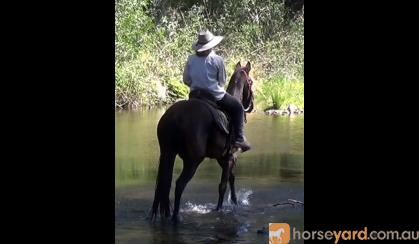 So Quiet Jet Black Stock Horse Gelding + VIDEO+ on HorseYard.com.au