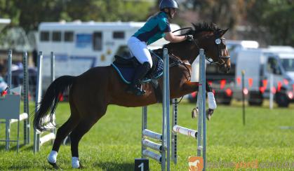 Show jumping Thoroughbred on HorseYard.com.au