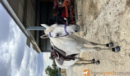 Thoroughbred gelding on HorseYard.com.au