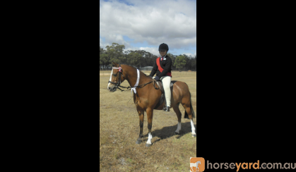 13 Welsh 18year old gelding on HorseYard.com.au