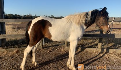Unbroken paint cross pony  on HorseYard.com.au