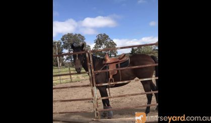 Thoroughbred mare  on HorseYard.com.au