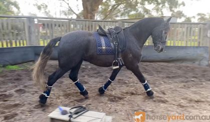 Friesian x Andalusian  on HorseYard.com.au