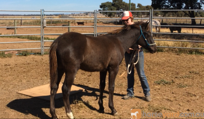 Spotted Pony Gelding on HorseYard.com.au