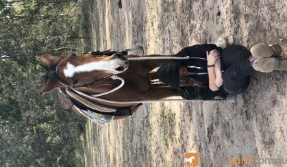 Quarter horse gelding  on HorseYard.com.au
