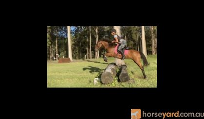 Talented Brumby Mare on HorseYard.com.au