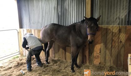 Lenny 4 yr old bay roan QH on HorseYard.com.au