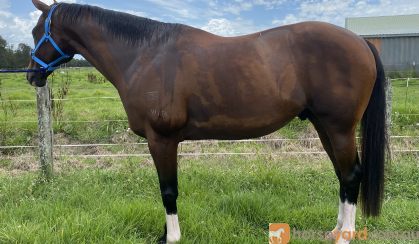 ✨EOI - 10 YEAR OLD OTT BAY GELDING✨ on HorseYard.com.au