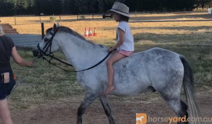 Beautiful grey welsh  on HorseYard.com.au