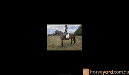 Fire- Stock horse pony  on HorseYard.com.au