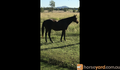 Thoroughbred gelding, very quiet  on HorseYard.com.au