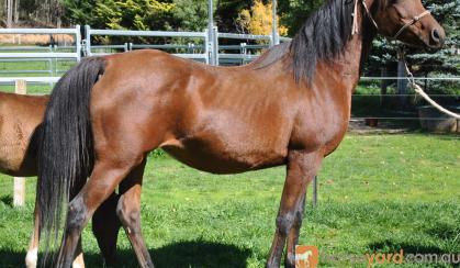 Arab mare by Desperado winner WAHO on HorseYard.com.au