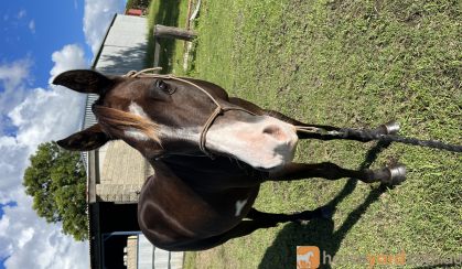 QH x gelding  on HorseYard.com.au