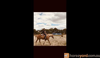 QH X paint gelding  on HorseYard.com.au