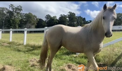 Welsh Palomino mare  on HorseYard.com.au