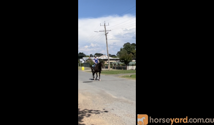 Super easy to ride TB on HorseYard.com.au